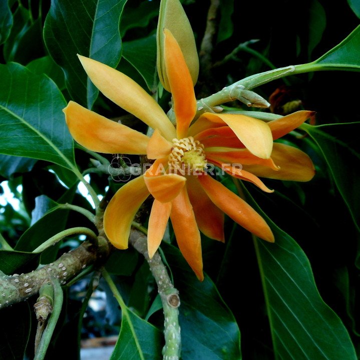 Magnolia Champaca, Michelia champaca image